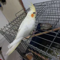 عروس هلندی|پرنده|محمدیه-قزوین, |دیوار