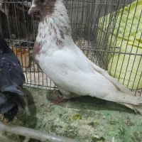 کبوتر ماهرو