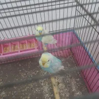 مرغ عشق رینبو مولد صددرصد|پرنده|لاهیجان, خمیر کلایه|دیوار