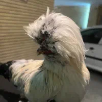 فروش خروس جوان سلطان زیر یکسال