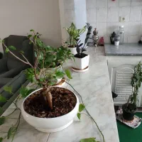 خانه دربست ۱۴۰ متری پارکینگ دارـبالاشهر امام حسین|اجارهٔ خانه و ویلا|تربت‌حیدریه, مظفریه|دیوار