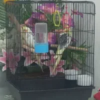 عروس هلندی|پرنده|تهران, افسریه شمالی|دیوار