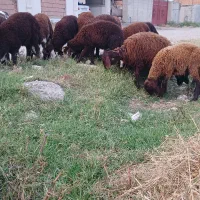 گوسفند بره