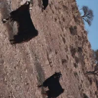 پازن ترکی در پاسارگاد|حیوانات مزرعه|پاسارگاد, |دیوار