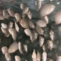 تایگر بارب و...|ماهی|قزوین, |دیوار