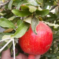 انار|خوردنی و آشامیدنی|قم, بنیاد|دیوار