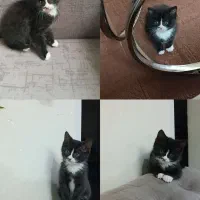 واگذاری بچه گربه