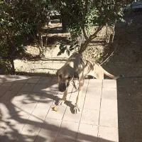 توله ده ماهه سراب