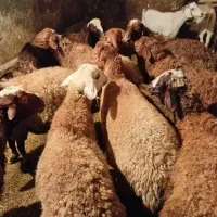 6جفت کاور نر