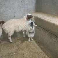 یک عدد بره و یک عدد بزغاله