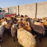 ۸۵راس میش افشار