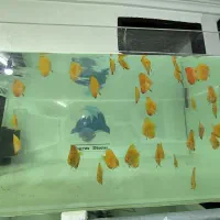 سالن پرورش دیسکس|ماهی|اسلام‌‌آباد غرب, |دیوار