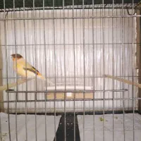 قناری عروس هلندی مرغ عشق|پرنده|یزد, |دیوار