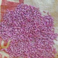 فروش بذر گندم هشرود صدرا باران واران ب قیمت مناسب
