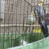 جفت عروس هلندی مولد به شرط جوجه