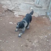 سگ قدرجونی نر