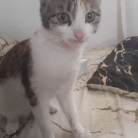 واگذاری گربه