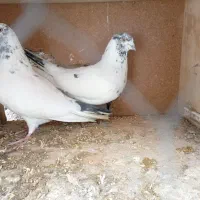 نروماده کله دم سبز پرشی