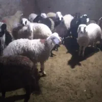 گوسفند  زنده **تهرانپارس