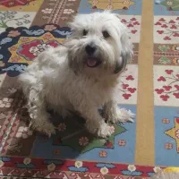 سگ شیتزو تریر نر ماده|سگ|کاشان, میدان کهنه|دیوار