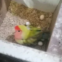 طوطی برزیلی نر و ماده|پرنده|رشت, کوی مهر|دیوار