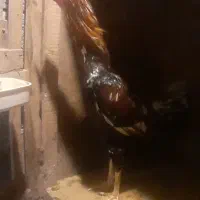 خروس چیل ۸ ماهه|حیوانات مزرعه|رشت, حومه رشت|دیوار