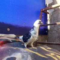 کفتر بزک آلمانی پرشی