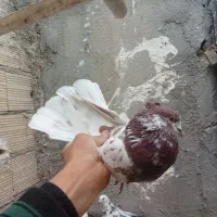 کفتر نر های نسل درست|پرنده|قم, زند آباد|دیوار