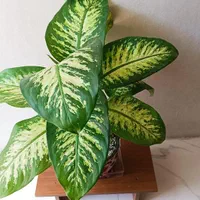 گیاه دیفن باخیا بزرگ آپارتمانی|گل و گیاه طبیعی|شیراز, پودنک|دیوار