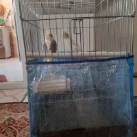 عروس هلندی نر وماده آماده تخم گذاشتن|پرنده|شیراز, گلشن|دیوار