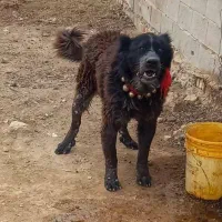 توله سگ قدرجونی