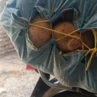 سیب زمینی تازه