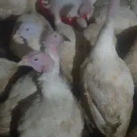 بوقلمون گوشتی ارگانیک