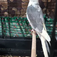 عروس هلندی نر|پرنده|رفسنجان, |دیوار