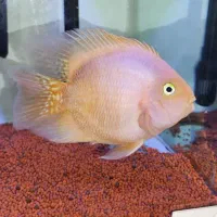 پرت کینگ کونگ زرد