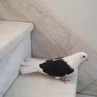 کبوتر اصفهانی