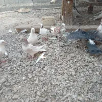 کفتر|پرنده|بندرعباس, |دیوار