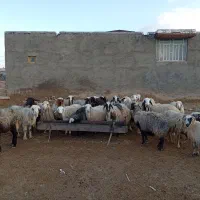 گوسفند|حیوانات مزرعه|پاسارگاد, |دیوار