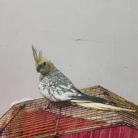 یک عدد عروس هلندی ماده