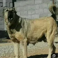 سرابی