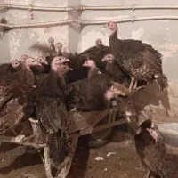 بوقلمون|حیوانات مزرعه|گرمی, |دیوار