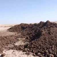 کود گاوی و گوسفند سوخته