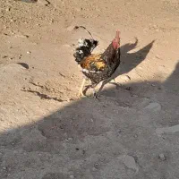 خروس|حیوانات مزرعه|شیراز, شهرک امیر کبیر|دیوار