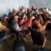 خروس/خروس محلی/مرغ