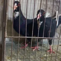 ماده پلنگ عطیقه