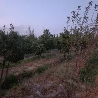 زمین-باغی-نهال-کاری-شده