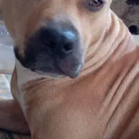 سگ از نژاد پیت بول گم شده