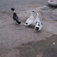 اردک و بوقلمون|حیوانات مزرعه|بناب, |دیوار