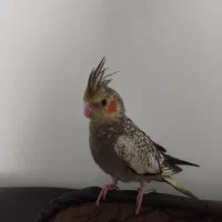 دو عدد عروس هلندی نر و ماده