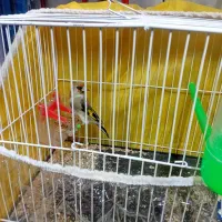 سهره چهارگل و سهره کرمانی